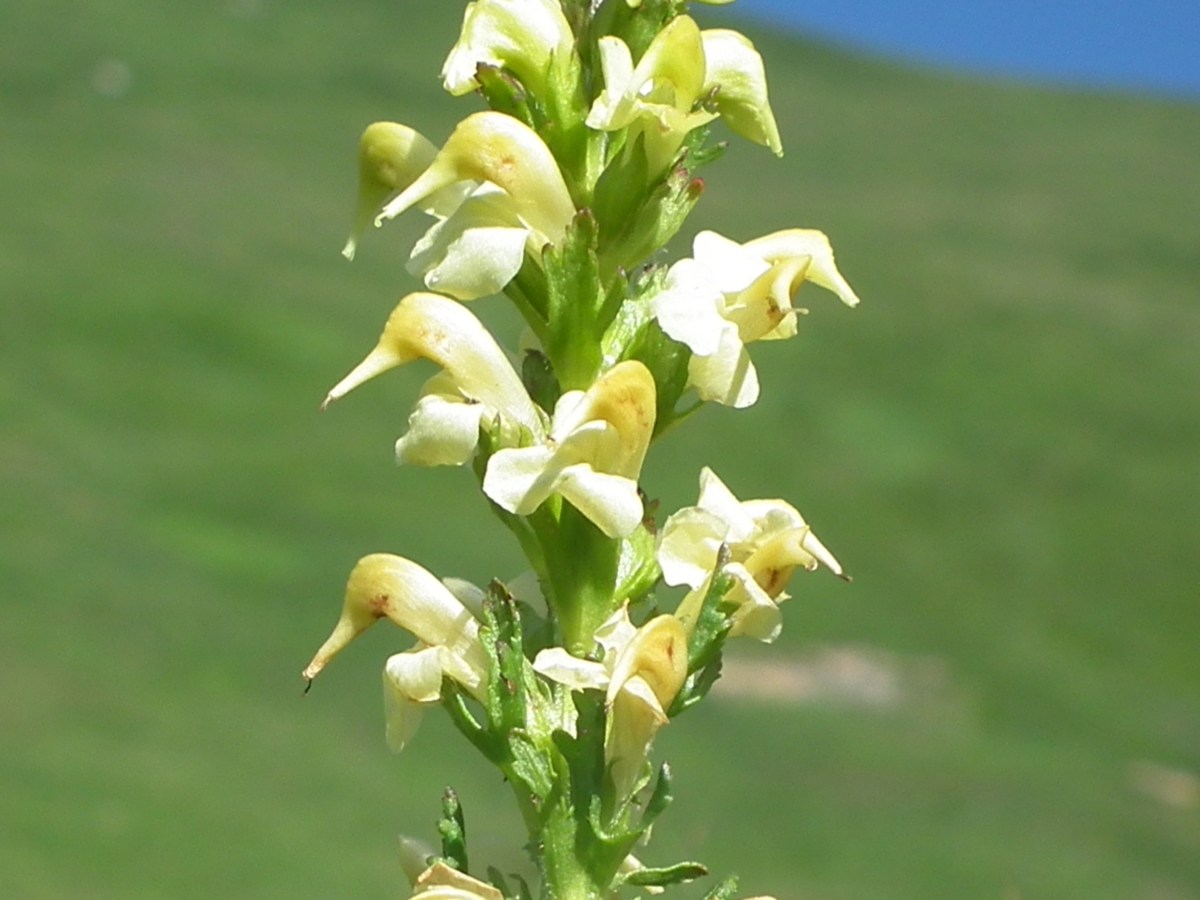 Pedicularis da id. 4 .- Pedicularis elongata